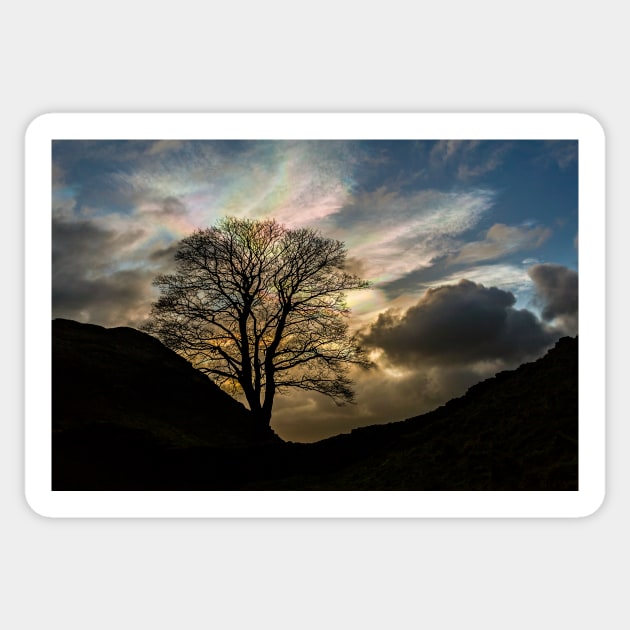 Sycamore Gap Silhouette Sticker by Reg-K-Atkinson